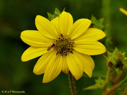 {Silphium asteriscus}